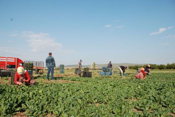 ?ileri geri gnderdik?<br>    Ispanak reticisi zgr Peker, ?Bin dekar arazide retim yapyorum. retim ekim aynda balar ve mays aynn sonuna kadar devam eder. Normal artlarda gnlk yaklak 100 kii ile alrz ama bugn 10 iiye dtk. rnler hallerde kald. Biz toptanc hallerine mal gnderiyoruz. Alm olmad iin mallar kald. Bu sylentiler iimizi etkiledi. ileri de geri gnderdik. Biz gnde tonlarca rn retiyoruz. Blgede gnde 200 ton spanak sevki oluyor. Hal kayt sisteminde btn reticiler kaytldr. Maln kimden kt bellidir. Bir kiinin hatasn tm Trkiye?ye yaymamak gerekiyor. u safhadan sonra ne olaca belli deil? szlerine yer verdi.