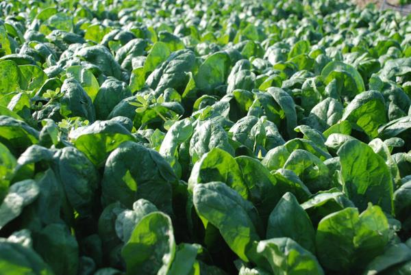 ?Haller spanaklarmz almad?<br>    Bu yl kuraklktan dolay zor bir sene yaadklarn belirten Menemen Ziraat Odas Bakan Arif Metin Karagl, ?iftimiz zor artlarda spanak yetitirdi. Bu ylki verim, zaten geen senelere gre daha az oldu. Geen yl da tam bu zamanlarda zehirlenmelerle ilgili byle speklasyonlar kt. Bu haberlerden dolay sknt yayoruz. Menemen Ovas?nda spanak hasat eden bir tarla bulabildik. Bu sylentiler kt iin sat yok. iftiler, hallerde ?spanak almyoruz? dendiini ve birok aracn geri dndn syledi. iler de tarlalardan geri dnd? dedi.