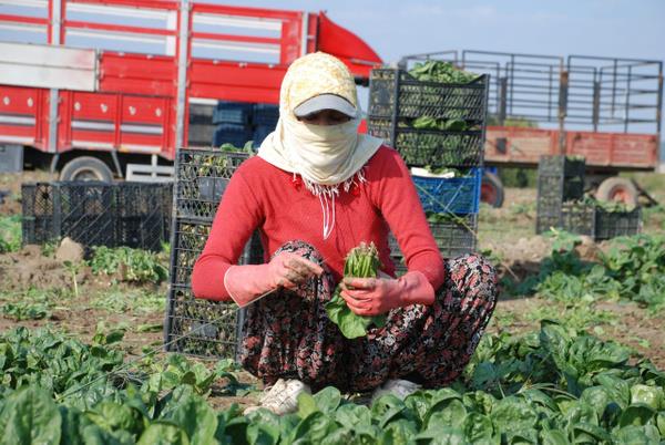 ?15 senedir bu blgede hibir zehirlenme vakas duymadm?  <br>  Menemenin, spanak konusunda uzman bir yer olduunu ifade eden Karagl, ?Bizim iilerimiz, demetlerin iine bir tane yabanc ot kartrmaz. iftilerimiz de otla mcadele eder. Bizim burada yabanc otla ilgili bir skntmz yok. 15 yldr bu blgede oda bakanl yapyorum. iftiler eve giderken onar demet evlerine gtrr. Biz de yeriz. 15 senedir bu blgede hibir zehirlenme vakas duymadm. iftiler olarak bu konudan artk ok skldk. Byle olaylar knca malmz satamyoruz, tarlada kalyor.