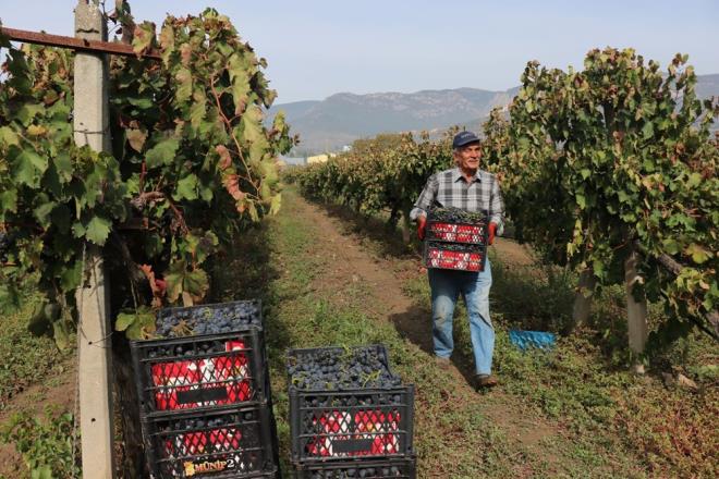 "VATANDA 10 LRAYA ALIYOR BUNU"  retim iin maliyetlerin pahal olduunu belirten zm reticisi kr Gr, ?Biz Trkiye iftisinin son nesliyiz. Bu meslek ld artk. 90 kuru ile 2 lira arasnda kyor tarladan pazardan, marketten vatanda 10 liraya alyor bunu. Arada ciddi bir fark var. Kn millet klimal, doalgazl evlerinde otururken biz tarlalarmza gelerek bunlar buduyoruz. zmler kn oluyor, gbrelemesi, srm oluyor. Ocak-ubat gibi balyoruz ve bu zamanlara kadar bakm sryor. Bu sene topladm zmler sirkelik olarak gidiyor 90 kurua. Ara sra ise piyasaya gidiyor buradan 2 liradan, ona da binde bir alc denk gelirse? dedi.