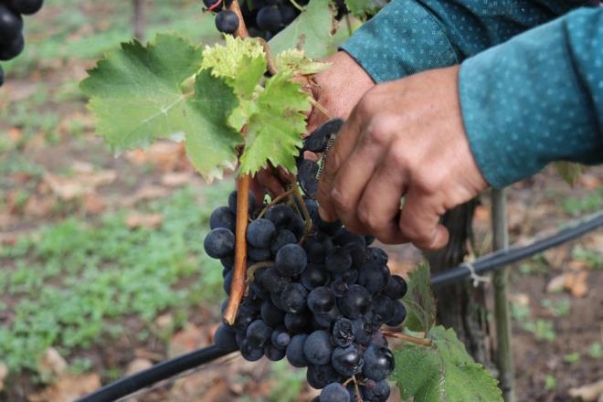 33 bin dnm dekar arazide ekilen zmn bu seneki rekolte beklentisi ise yaklak 60 bin ton. Tarladan 2 liraya kan zm, marketlerde yaklak 10 liraya alc bulurken mazot, ila ve gbre gibi gerelerin pahal olmasndan dolay kr elde edemeyen reticiler yetkililerden yardm istedi.    Fiyatlarn yksek olmasndan dolay alc bulamayan zm, Pamukova ilesinde bu sene ilk defa sirke retimi iin fabrikalara gnderilmeye baland.