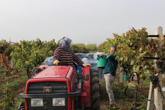 Tarladaki ve marketteki zm fiyatlarndan sz eden Ulukaya, ?Bundan 10 sene nce zm paras ile yatrm yapabiliyorduk. Ama maalesef uandaki kazandmz parayla bunu yapamyoruz. imdi bu durumdan retici ve tketici de ikayeti, biz buna anlam veremiyoruz. Bu fiyat farknn nne geebilmek iin pazarc ile reticiyi buluturmak lazm? ifadelerini kulland.