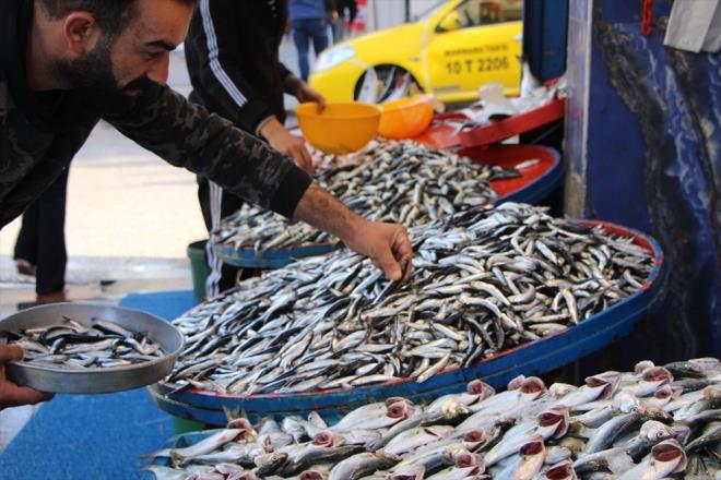 Marmara Denizi'nin gney kylarnda yer alan Balkesir'in Bandrma ve Erdek ilelerindeki balklar, bol miktarda lfer avlyor.    Av bereketinden dolay fiyatlar den ve byklne gre adedi 25 lira ila 40 liradan satlan lfer, tezgahlarda tketicilerin en ok tercih ettii balklarn banda geliyor.