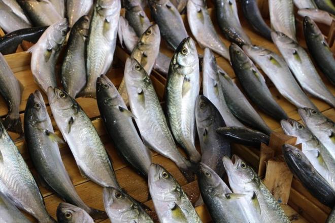 Lferde buna yakn bir bolluu 5 yl nce yaadklarn, bal imdi o senenin fiyatlarndan sattklarn anlatan Yolagelen, "Tezgahlarda lfer byklne gre 25 lira ile 40 lira arasnda deiiyor. Karadeniz hamsisini kilosunu 25 liradan, Marmara hamsisini 35 lira, Marmara sardalyasn 25 lira, istavriti 25 liradan, inekopun 1,5 kilosunu 50 liradan satyoruz. Mezgitin, tekirin kilosu 35 lira. eidimiz bol" diye konutu.