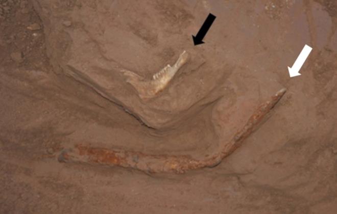 CELLAT OLDUUNA NANILIYOR    Aratrmaclar ayrca adamn Tang hanedanl dneminde yaadn ve cinayet veya saldrdan sulu bulunan insanlar asan bir cellat olduunu dndklerini syledi.