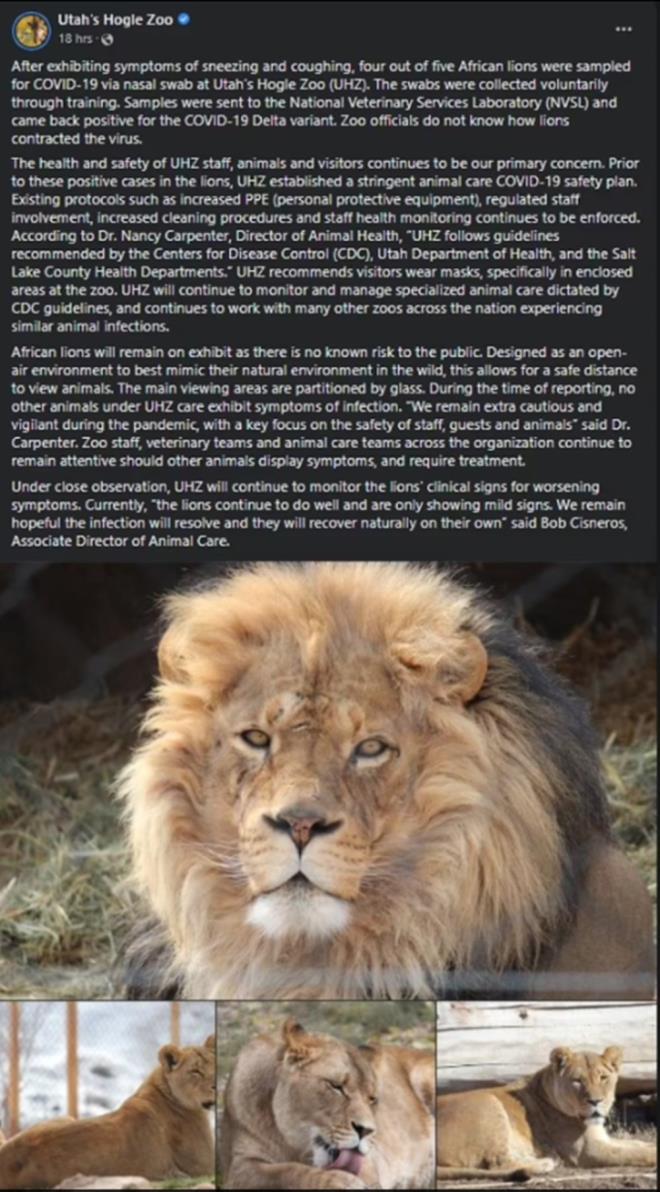 ALANLARIN VRSE NASIL YAKALANDII BLNMYOR    Hogle Hayvanat Bahesi ise be Afrika aslanndan drdnn bpozitif test etmesi nedeniyle aslan poplasyonunda kk bir Covid-19 salgnyla urayor. Hayvanat bahesi yetkilileri, aslanlarn virs nasl kaptn bilmediklerini syledi.