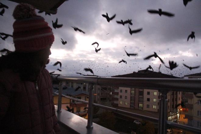 Kentte zellikle sabah ve akam saatlerinde grlen kargalar, vatandalar korkutuyor. Geen yllara gre, saylar daha da artan kargalar, sk sk gkyzn kaplyor.