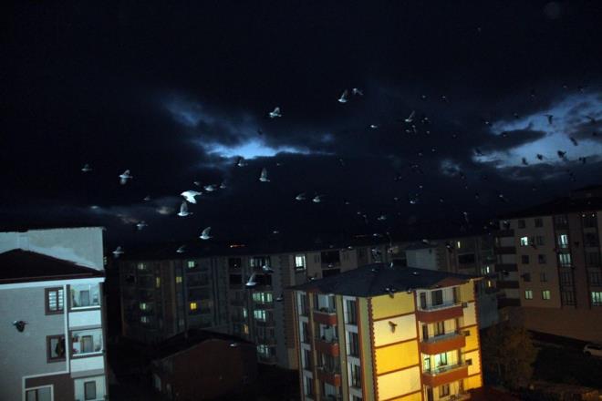 Bir sre sonra dalan kargalar ya bir evin atsna ya da elektrik telleri ile aalara konuyor. Ardahanllar, karga saysndaki arta dikkat ekerek, zellikle seslerinin korkutucu olduunu syledi.