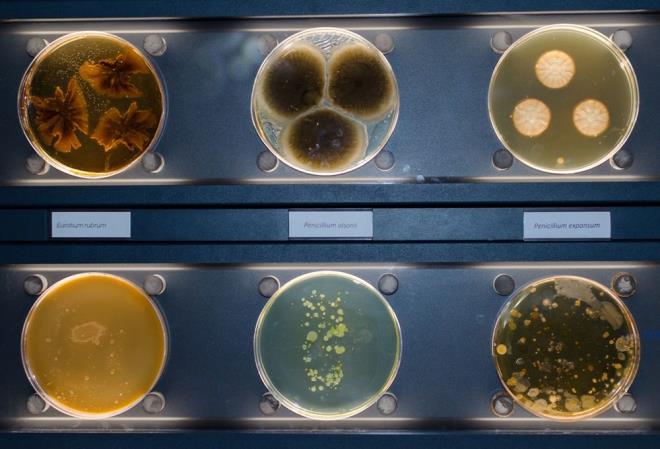 Journal of Exposure Science and Environmental Epidemiology adll bilimsel dergide yaymlanan alma kapsamnda, aratrmaclar, pazar payna ve en ok satan rnlere gre restoranlar ve men elerini (hamburger, patates kzartmas, tavuk kanad, tavuk drm ve peynirli pizza) seti.