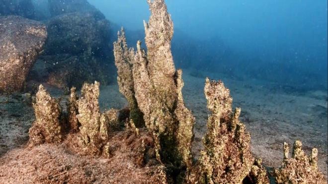 indeki canl trlerinin az olmas nedeniyle Van Gl?nden hep uzak durduklarn belirten Evirgen, ?En nemlisi mikrobiyalitler var. Bunlar 4 gnde ortaya kardk. Btn kpr kurarak Van Gl?nn gizli kalm gzelliklerini insanlarla tantrmak ve Van Gl?ne deer katmaktr? eklinde konutu.