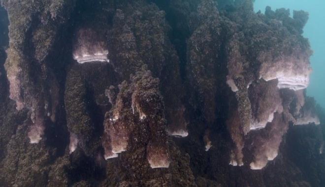 Bandrma 17 Eyll niversitesi Denizcilik Fakltesi Dekan Prof. Dr. Mustafa Sar da, 2013 ylndan beri Van Gl?nde bulunan mikrobiyalitlerin dalmlar ile ilgili almalar yaptklarn ifade etti.