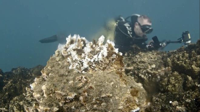 Van Yznc Yl niversitesi Su rnleri Fakltesinden Dr. retim yesi Mustafa Akku, gazetecilere yapt aklamada, Van Gl?nn ekstrem su kalitesinin yan sra su altnda barndrm olduu gizemler ve gzelliklerle adeta dal severler iin bir cennet niteliinde olduunu syledi.