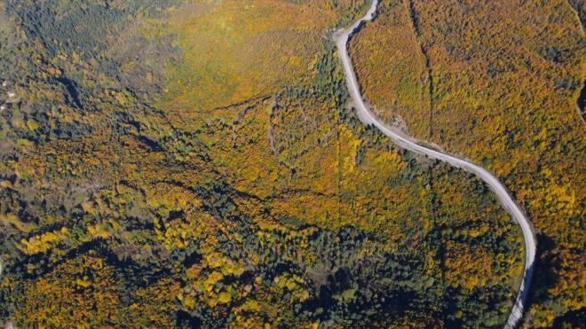 Ormann iinden kvrlarak uzanan yollar ise bir nehir yatan andryor.