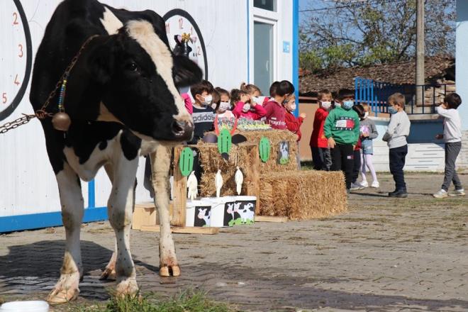 Sakarya'nn Stl ilesi Yeniky lkokulunda retmenlik yapan Neslihan Yldz, rencilerine alfabede yer alan harfleri retmek iin eitli etkinlikler dzenliyor. rencilerin hem okula duyarlln arttrmak hem de yaayarak renmelerini salamak iin gerekleen etkinlikte '' harfi, okula getirilen inekle retildi.
