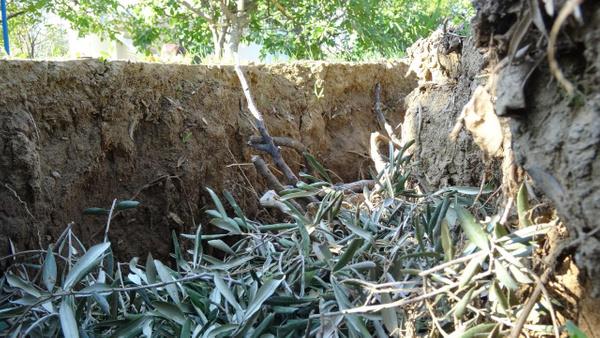 "Eskiden bu kadar derin deildi"  <br>  Arazisinde atlaklar oluan smail Kavrac (65), "26 dnmlk arazimi 23 yl nce aldm. Daha nce de arazimde benzer atlaklar olusa da bu kadar derin deildi. Bu yl daha fazla atlak olumaya balad. Artk kuraklktan m kaynaklanyor yoksa baka nedeni mi var tam bilemiyoruz. 2 gn nce arazime geldiimde durumu fark ettim. Hemen hemen arazinin yarsnn atlaklarla dolu olduunu grdm. Ne yapmamz gerektiini de bilemiyorum. nallah bir daha olmaz" ifadelerini kulland.