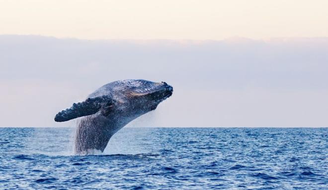 Aratrmay gerekletiren bilim insanlar balina dlerinin yllk karbon emiliminin yaklak yzde 60'n temsil ettiini aktarrken bu miktarn deniz yosunlarnn karbon yklerini okyanusun derinliklerine tad ve yosun ihracat ad verilen durum ile deniz yosunu ve tuzlu batakln karbon yakalayan habitatlarnn birleik abalarndan daha fazla olduunun alt izildi.