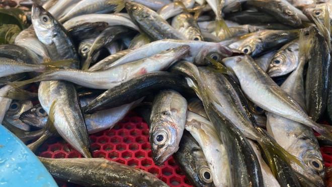 Balklarn maliyetlerinin yksek olduunu da syleyen Kl, "Denizden limana, limandan tezgaha gelmesi, bu balklarn tutulmas vs. hepsi birer masraf. Hamsinin fiyatlar bu yzden ok deiken. rnein Dzce'de 15 liradan satlyorsa, Bursa'da, stanbul'da kilosu 30-40 liradan satlabiliyor" eklinde konutu.