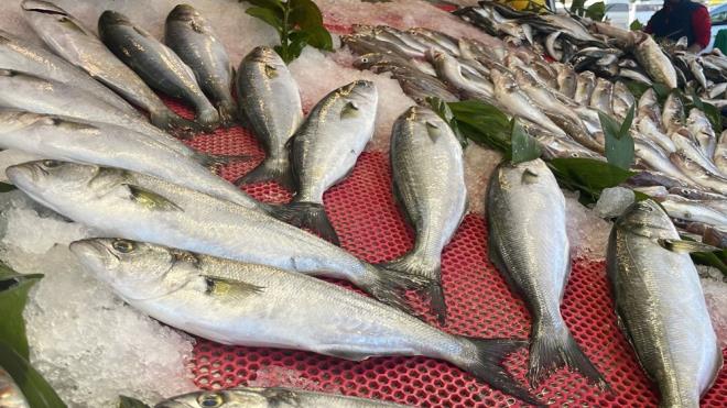 PALAMUTUN TANES 70-100 LRA ARASI    Dzce'de de kilosu 15 liradan sata sunulan hamsiye rabet artarken, az da olsa tutulan palamutun tane fiyat ise 70 liradan balayp, 100 liraya kadar kyor.