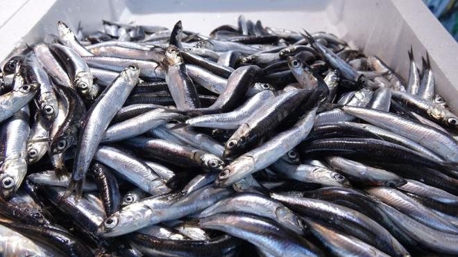 Bereketli bir av sezonu geiren balklar, bol miktarda hamsi avlyor. Trabzon?da kilosu 10 ila 15 liradan satlan hamsi byk ilgi gryor. Tezgahlarda istavrit 15 TL, lfer 70 TL, kalkan 200 TL, sargan 50 TL, barbun 40 TL, mezgit ise 35 ile 65 TL arasnda satlyor.