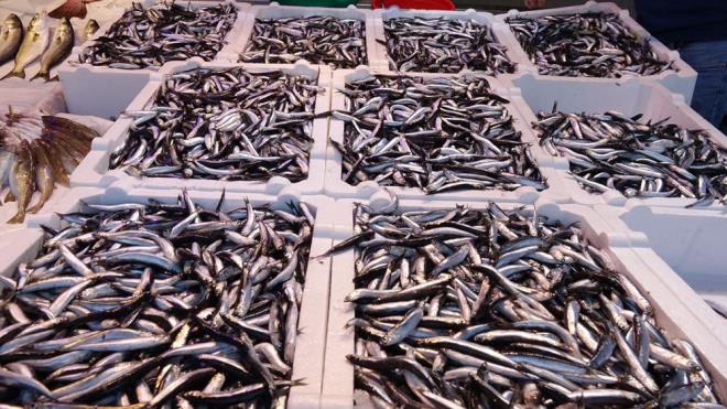 "FYATI OK Y"    Hamsinin ideal boyutlarda ve bol olduunu belirten balk Mehmetcan rselolu, ?Tezgahlarda hamsi bolluu yaanyor. Dier yllara nazaran bolca avlanyor. Umarm devam eder. Vatandan da bu dnem hem salk hem de cep anlamnda yiyebilecek olduu en gzel besin hamsi. Fiyat ok iyi" dedi.