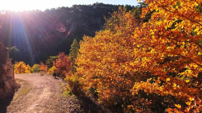 am aalarnn ortasnda yer alan nar, deli kavak, ceviz, mee gibi farkl tr aalarn renk cmb sonbaharn kartpostallk yzn ortaya karyor.