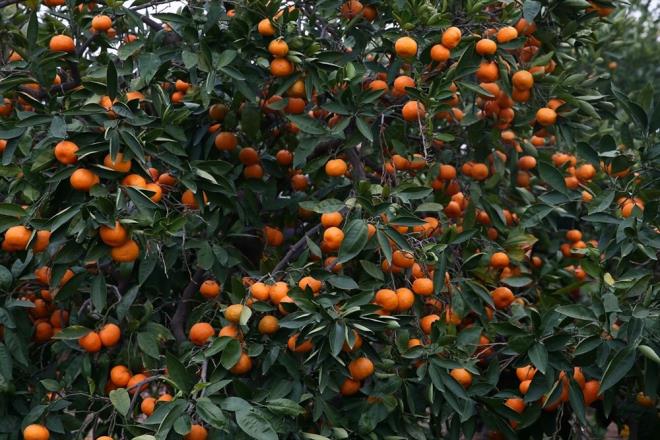 "DAMLAMA SSTEMNE GELMEL"    Bu sayede vermi olduklar su miktarnn yzde 95?inin bitkiye temas ettiini syleyen zen, "Bunlar su kaynaklarmz daha uzun sre kullanabileceimizin yntemleridir. Bir an evvel bu yntemlere gememiz gerekiyor. Susuzlukla mcadele ve lkenin genelinde susuzlukla, kuraklkla ilgili bitki deseninin nasl olmas gerektiine ynelik altay yapld, sonu bildirgesi yaynlad. reticimize byk grev dyor. Eitimler veriyoruz, tavsiyelerde bulunuyoruz. reticilerimizin bunu kabul etmesi ve destek olmas gerekiyor" dedi.