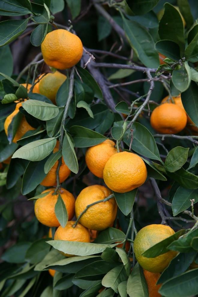 Silajlk msr ekiminin youn olduu Tire ile pamuk ekimi yaplan Dikili'de deneme yaptklarn aktaran zen, u deerlendirmelerde bulundu:"Salma veya vahi sulamayla vermi olduumuz suyun yzde 60-70?lik ksm bitkiye temas ediyor ama damlama sulama sistemiyle, salma sulama sisteminde verdiimiz su miktarnn yzde 40?n veriyoruz."