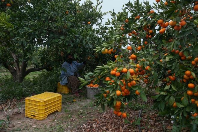 Bu mcadelede iftilere nemli grev dtn vurgulayan zen, "Kuraklk altay dzenleyerek bunun neler getireceini, nasl olumsuzluklarla kar karya kalacamz, alnmas gereken tedbirleri paydalarmza anlattk. iftimiz, reticimiz deien iklim koullarna gre bitki desenini deitirse de biz de bir an evvel bu tedbiri almak adna reticimizi kurakla toleransl, daha az su isteyen eitlilie doru ynlendirmek adna almalar yaptk" dedi.