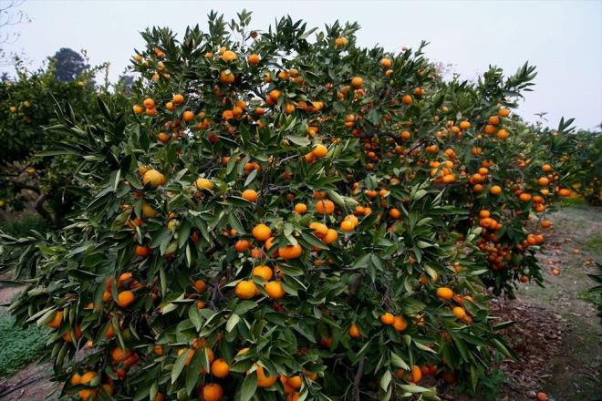 EN FAZLA AZALMA GNEYDOU ANADOLU'DA    2021 su ylnda, normale gre en fazla azalma yzde 39 ile Gneydou Anadolu Blgesi?nde kaydedildi. Marmara ve Karadeniz blgelerinde normali civarnda, dier blgelerde normallerin altnda gerekleti. Dou Anadolu?da yzde 32, Akdeniz?de yzde 24,  Anadolu?da yzde 22?lik azalma grld.