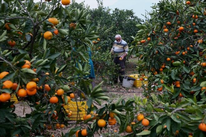 Tarmda hububatn ekim dikim sezonu ile balayarak baz mevsimlik bitkilerin gelime dneminin sonunu ifade eden ve tarm sezonunu da ieren 2021 su/tarm ylna ilikin, Meteoroloji Genel Mdrl tarafndan hazrlanan "2020-2021 Su Yl 12 Aylk Alansal Kmlatif Ya Raporu" akland.