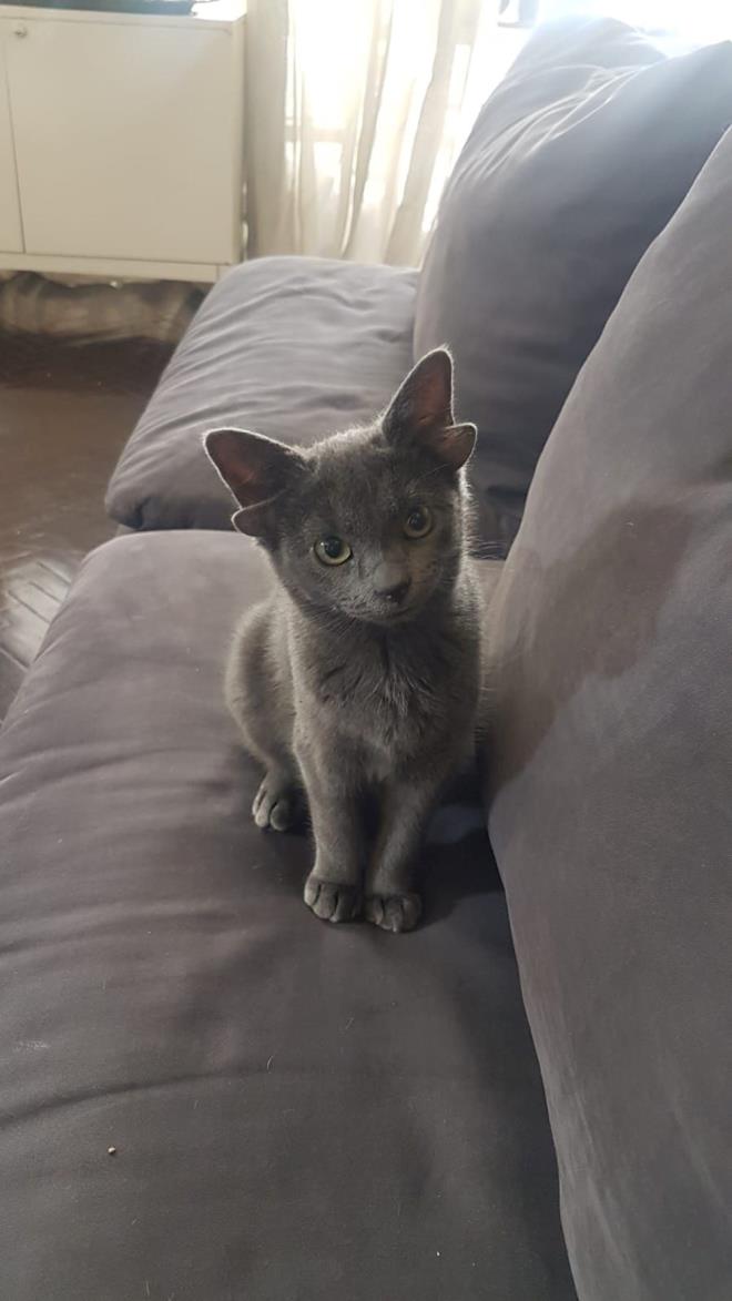 Ankara?nn ankaya ilesinde yaayan Canis Demeci, arkadann evinin bahesinde besledii kedinin dnyaya getirdii 7 yavrudan 4 kulakl olan sahiplendi.