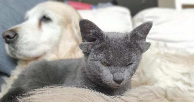 GELR SOKAK HAYVANLARINA BAILANACAK    Evde Suzy ve Zeyno adl iki Labrador cinsi kpeiyle birlikte yaayan Midas'n sosyal medya hesabndan elde edilecek gelir, sokak hayvanlar iin kullanlacak.