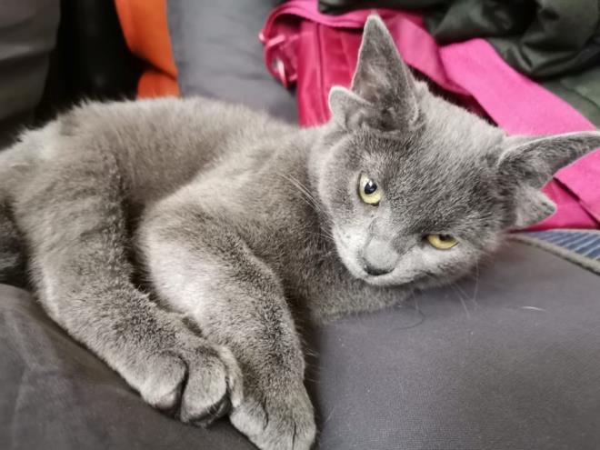 Gvdesinde kalp ekline benzeyen beyaz tyl blm de olan 'Midas', sosyal medyada 75 bin takipiye ulat.