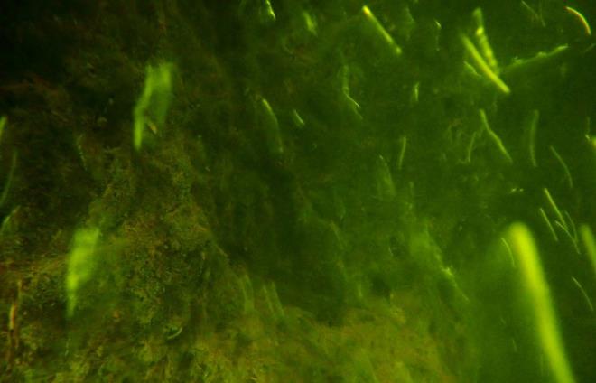 DNYADA BAKA RNE YOK    Dalg ekipleri tarafndan dnyada ilk kez yzen adalarn su altndaki ksm grntlendii akland.    Su yzeyinde birok bitki kalntsnn ve topran bir araya gelerek oluturduu yzen adalar bykl ve says bakmndan dnyada baka rnei yok.