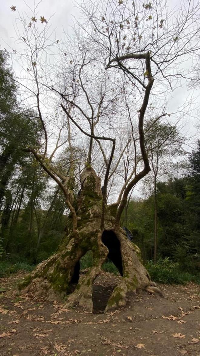 Bu aalardan bazlar Saryer Baheky'de bulunan stanbul niversitesi Cerrahpaa Orman Fakltesi Aratrma ve Uygulama Orman'nda uzman kiiler tarafndan korunuyor.