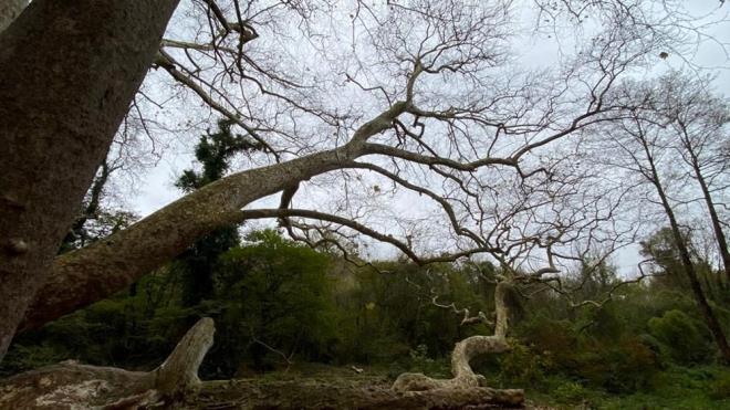 "HTAMLI BR AA DOANIN EN BLGE CANLISI KONUMUNDA"     Ant aalarn bakmlarnn nemli olduunu vurgulayan Do. Dr. oban, "Aacn korunmas ve gelecek kuaklara aktarlabilmesi iin zerindeki hastalkl ksmlar temizlendi ve ilaland. stanbul niversitesi Cerrahpaa Orman Fakltesi bnyesinde aacn korunmasyla ilgili proje gelitirildi" diye konutu.