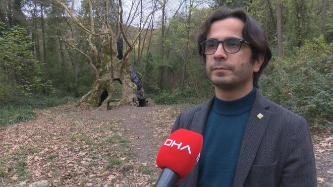 "BU AA YAKLAIK BN 300 YAINDA"    Ahtapot nar aacnn stanbul'un en yal ant aac olduunu belirten stanbul niversitesi Cerrahpaa Orman Fakltesi retim yesi Do. Dr. Sleyman oban, "Yaklak bin 300 yanda, ap 4 buuk, boyu 12 metre. Birok tarihi olayn canl tanklarndan biri. O yzden ok deerli. Gemiten gnmze birok bilgiyi bnyesinde barndryor" dedi.