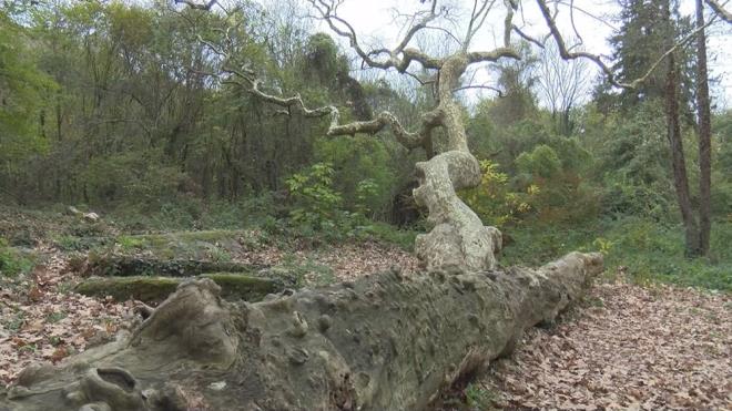 "AACIN EVRESNDE OK FAZLA DOLAILMAMASI GEREKYOR"     nsanlarn ant aalarn evresinde ok fazla dolamamas gerektiine dikkat eken Do. Dr. oban, "Aac besleyen kkler zamanla havalanamayaca iin aac besleyen kkler zarar grecek. O yzden youn insan ziyareti u an mmkn deil" eklinde konutu.
