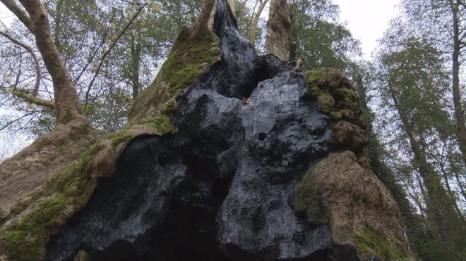 Grnmyle olduka dikkat eken bu aacn gvdesinin ii, rmeler nedeniyle boalm durumda.