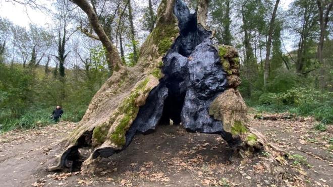 Uygulama Orman'nda bulunan en yal aasa bin 300 yllk Dou nar. Bizans dneminden Cumhuriyet dnemine kadar birok tarihi zamana tanklk eden bu aacn boyu 12, apysa 4 buuk metre.