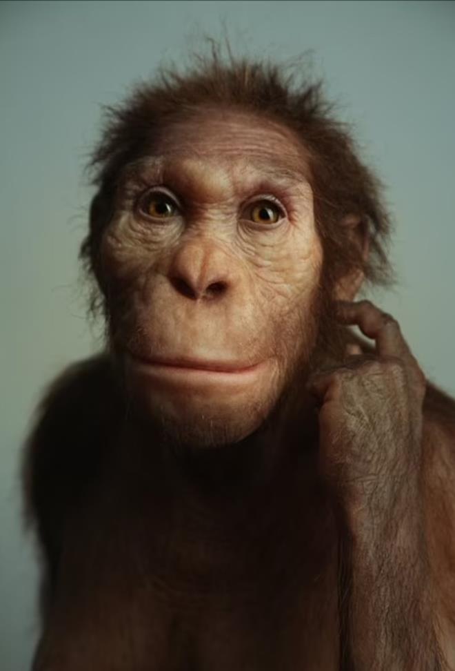 ABD'li ve Gney Afrikal aratrmaclar, insanln tarihine dair nemli bir keif yapt. Yaklak 2 milyon yl nce Gney Afrika'da yaayan Australopithecus sediba adl insansnn (hominin hem insanlar gibi yrd hem de maymunlar gibi yryebildii ortaya kt.