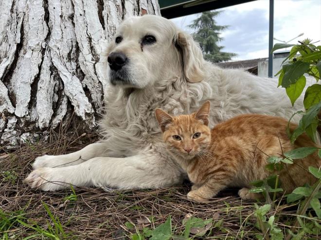 K�pe�in, sokaktaki kedilere adeta annelik yapt���n� dile getiren Gen�, golden cinsi k�pe�in kedilerle kurdu�u dostlu�u g�renlerin cep telefonu ile foto�raf �ekti�ini belirtti.