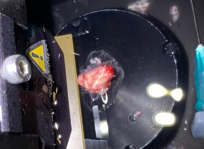 Danimarka?da yer alan Kopenhag niversitesi'nden Emma Louise Louth liderliindeki bir grup bilim insan, bir hastann korteksinden bir para beyin dokusu kard. Ardndan bu dokunun hayatta kalmasn salamak iin yeni bir sre balatt.