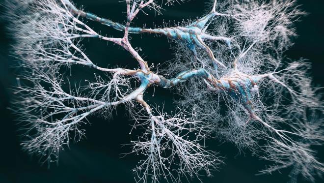 Louth, szlerine u ekilde devam etti:    "nsan ve fare beyni ayn temel ilevlere sahip. Ancak, insan beyninde ok daha fazla karmak yap var. Hcre tiplerinde ve belirli reseptrlerde byk farkllar var. Bu nedenle dorudan insan dokusunda test yapabilmek esiz bir frsat.?