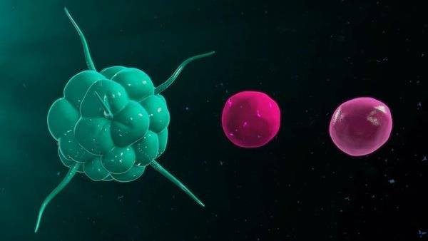 Lauterbach, "Omicron varyantnn baak proteininde 32 mutasyonu var. Yani delta varyantnn iki kat kadar. Bu durum ou solunum virsnn evrimine paralel olarak koronavirsn daha sk enfekte etmek ve ancak az lmcl olmak iin evrimletii anlamna gelebilir" dedi.