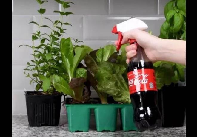 ieklerin yapraklarna kola serptiinizde bcekler iekten uzak duracaktr