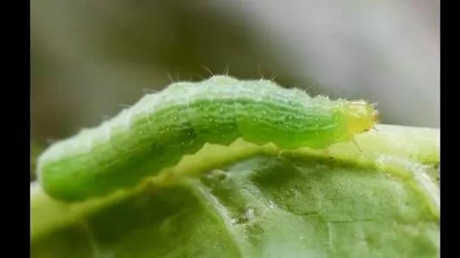 8- Evdeki ieklerinize bcek gelmesini kola ile engelleyebilirsiniz.