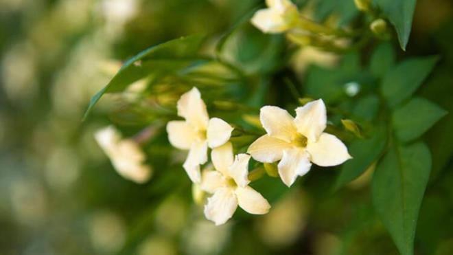 5. Yasemin<br>  Beyaz iekli bu gzel bitkinin tatl ve ho kokusu vardr. Bu kokuda rahatlatc, kayg azaltc bir zellie sahip olduundan geceleri uykudayken iyi dinlenmenizi salar. Depresyon yaayanlarn da daha huzurlu ve dingin hissetmelerini salar. Boaz ve ba arsna iyi gelir. Yasemin, daha ok gneli ve scak havalar sever.