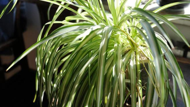 1. rmcek bitkisi (Kurdele iei)<br>  Havay temizlemede ampiyonlardan biri olan rmcek bitkisi (kurdele iei olarak da bilinir) her koula uyum salar, bakm olduka kolaydr. ok az su ister. Karbonmonoksit, formaldehit ve benzeni temizleme zellii vardr.