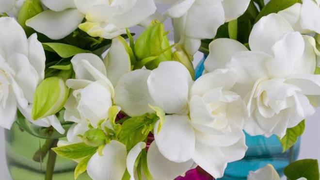 Tm bu zelliklerden faydalanabilmek iin topran nemli tutmak ve bolca gne  almasn salamak yeterlidir.